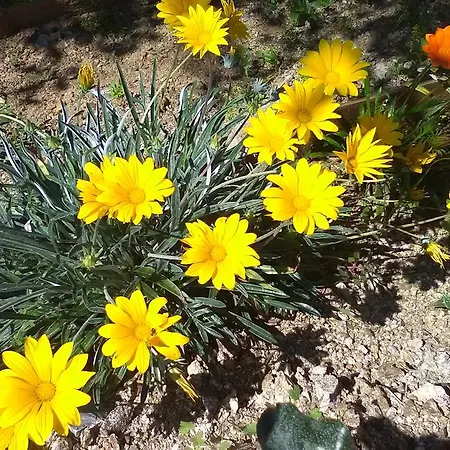 La Croisette Сент-Максим